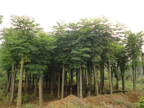 欒樹(shù)