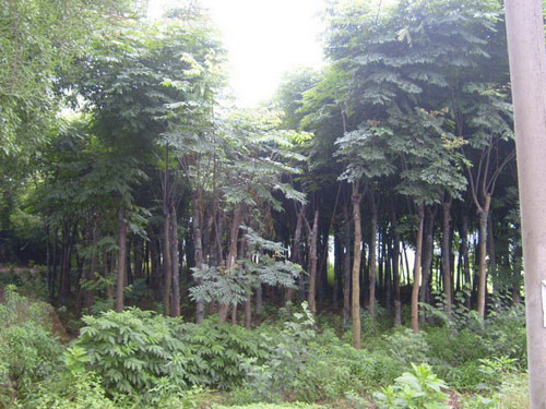 欒樹(shù)