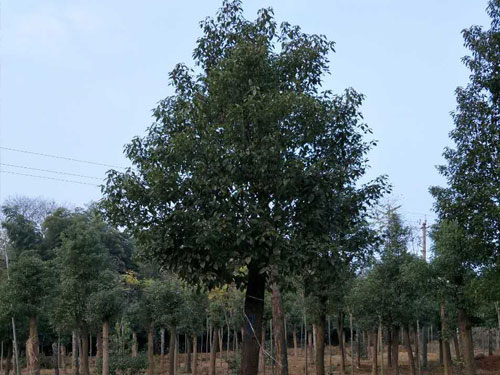三米截桿移植香樟1
