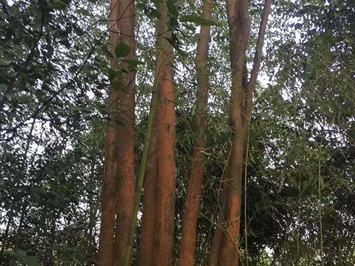 香樟