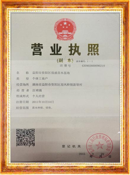 益陽市資陽區(qū)強盛苗木基地,益陽香樟,益陽桂花,廣玉蘭哪里的好